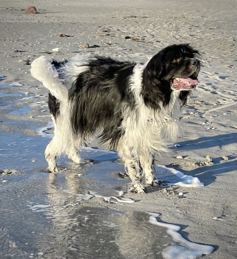 Huey, a Newfoundland tested with EmbarkVet.com