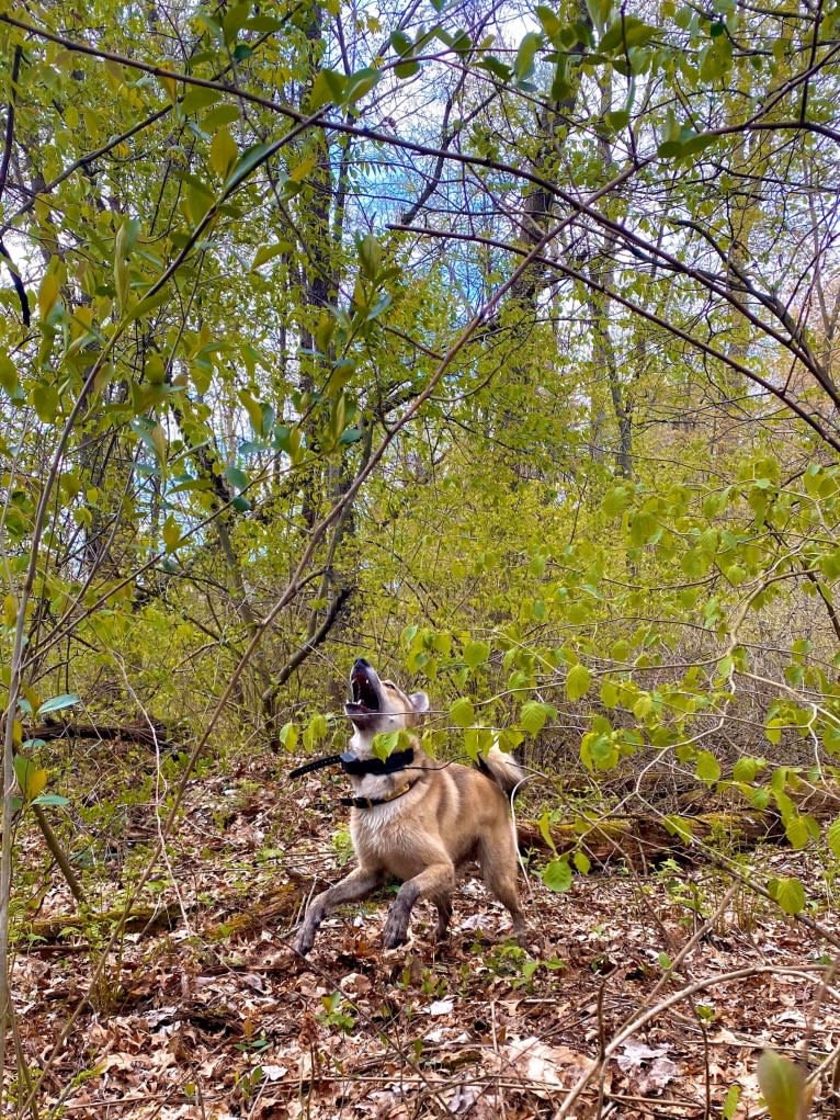 Balto, a West Siberian Laika tested with EmbarkVet.com