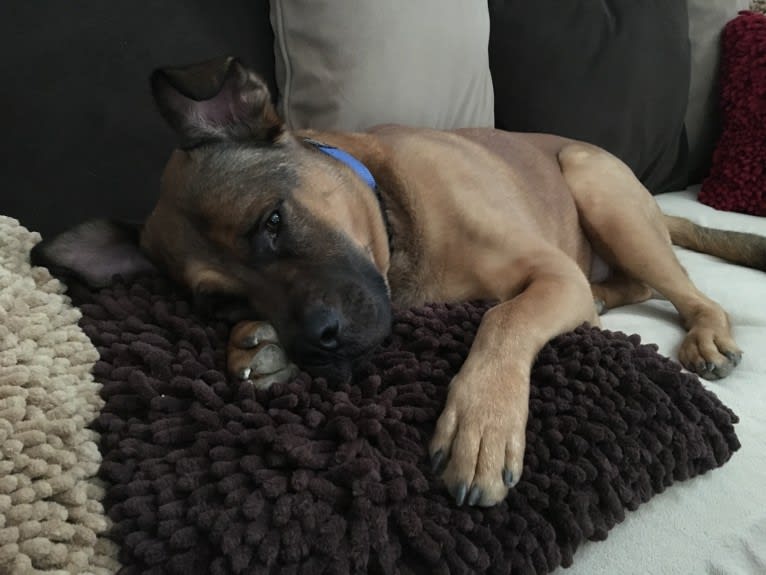 Jax, an American Pit Bull Terrier and Chow Chow mix tested with EmbarkVet.com