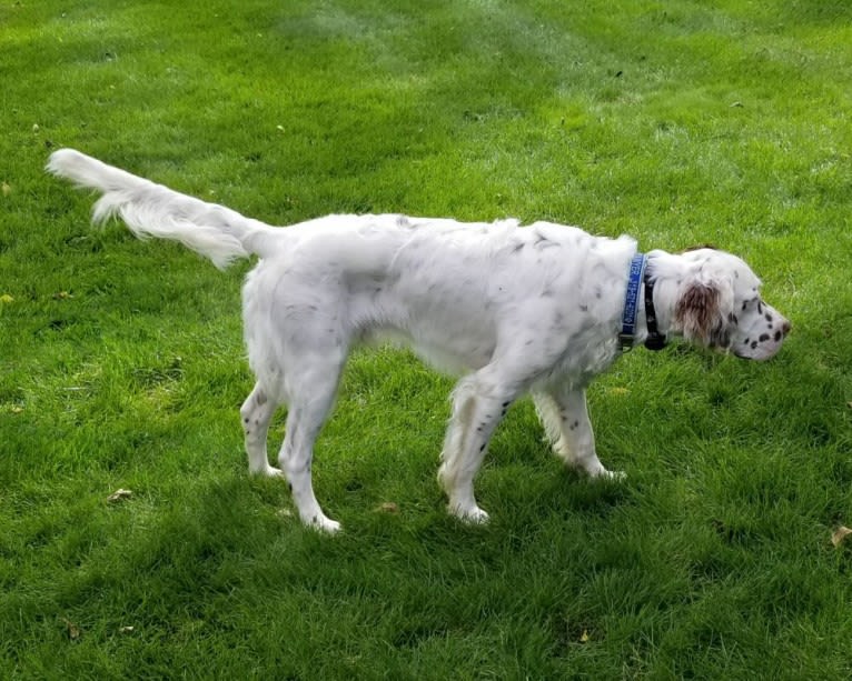 Sawyer, a Llewellin Setter tested with EmbarkVet.com