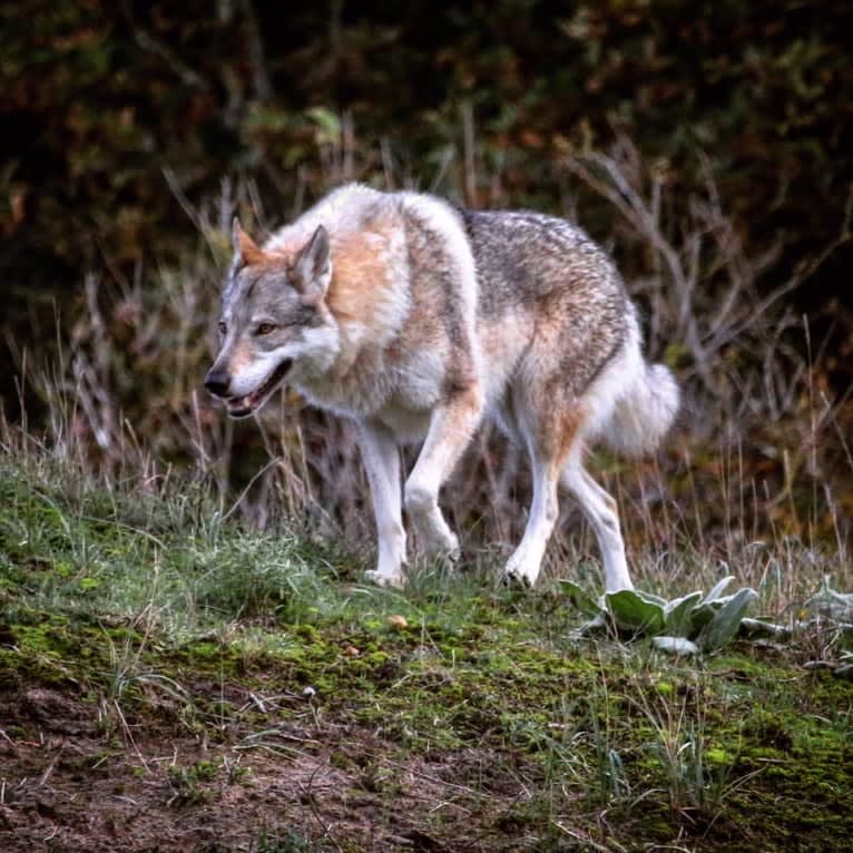 Yuriko, a Czechoslovakian Vlcak tested with EmbarkVet.com