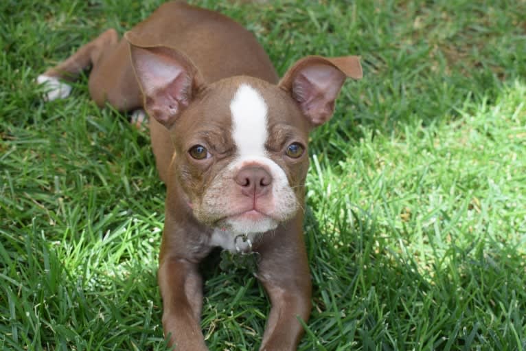 Lilly, a Boston Terrier tested with EmbarkVet.com