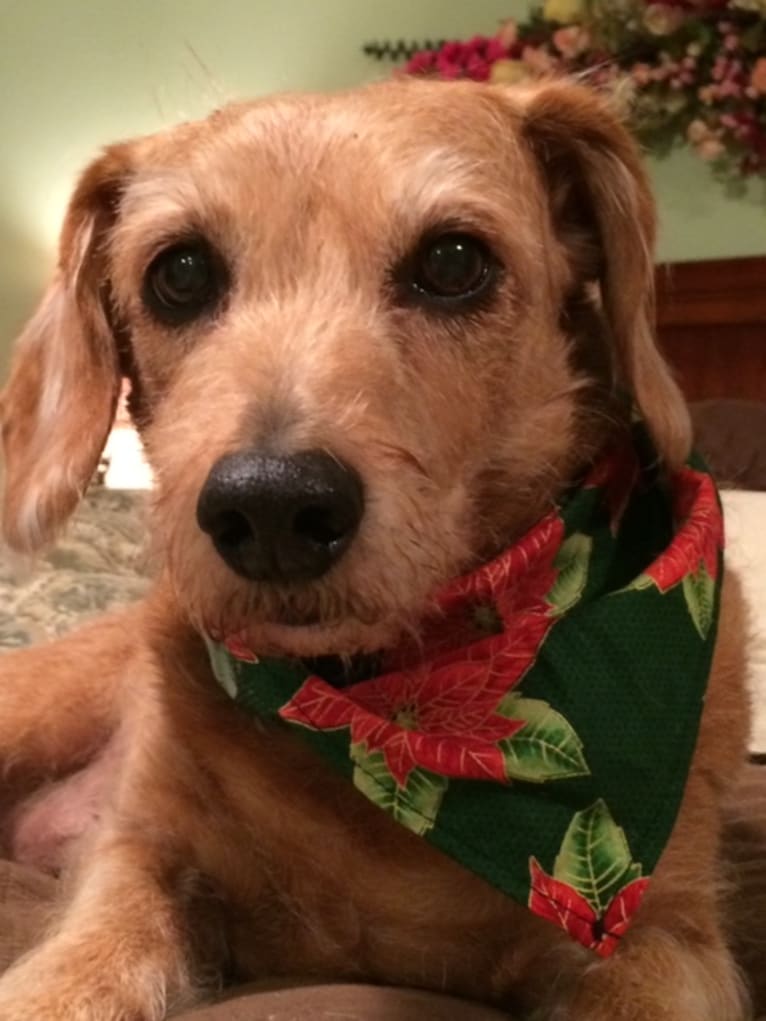 Buddy, a Poodle (Small) and Dachshund mix tested with EmbarkVet.com