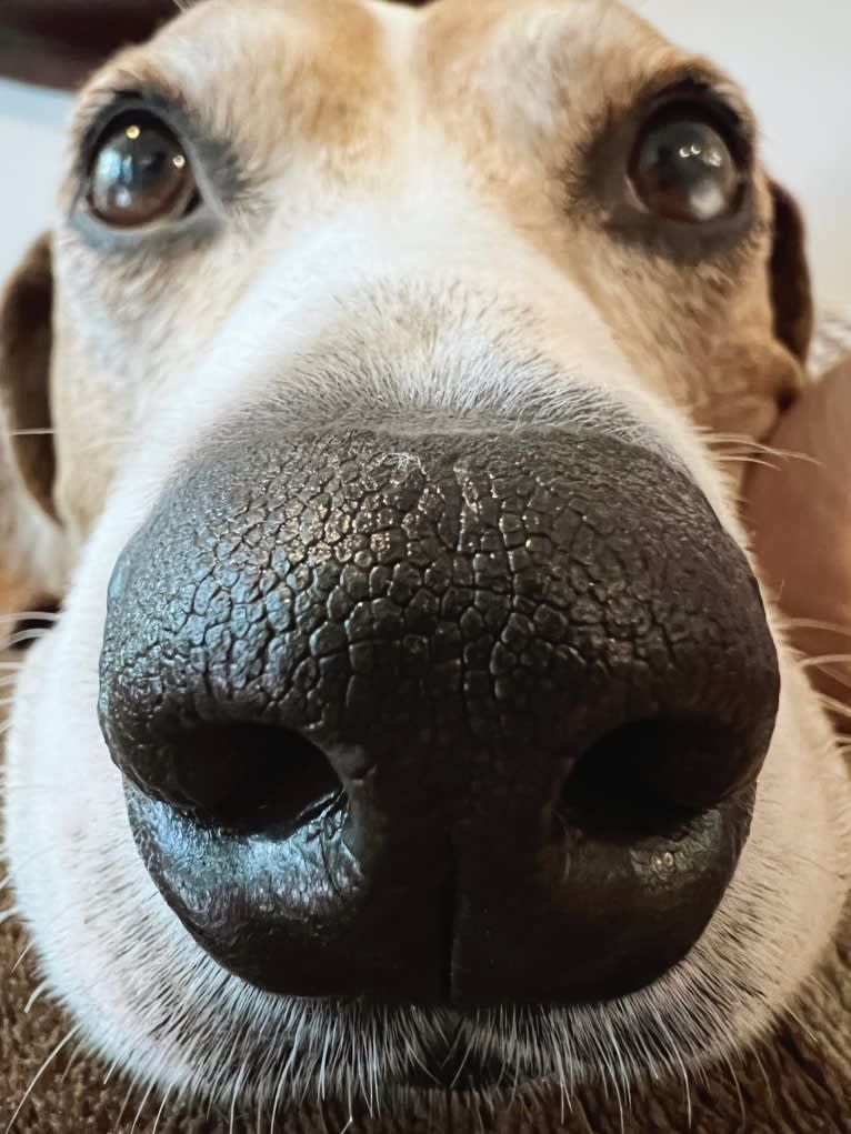 Tanner, an American Bulldog and Dachshund mix tested with EmbarkVet.com