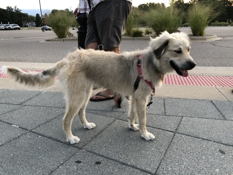 Photo of Daisy, a Great Pyrenees, Siberian Husky, and Poodle (Standard) mix in Tennessee, USA