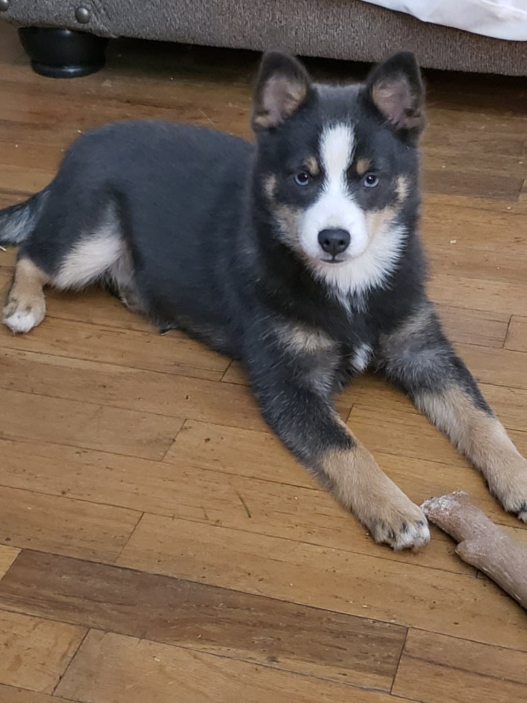 Rayne, a Pomsky tested with EmbarkVet.com