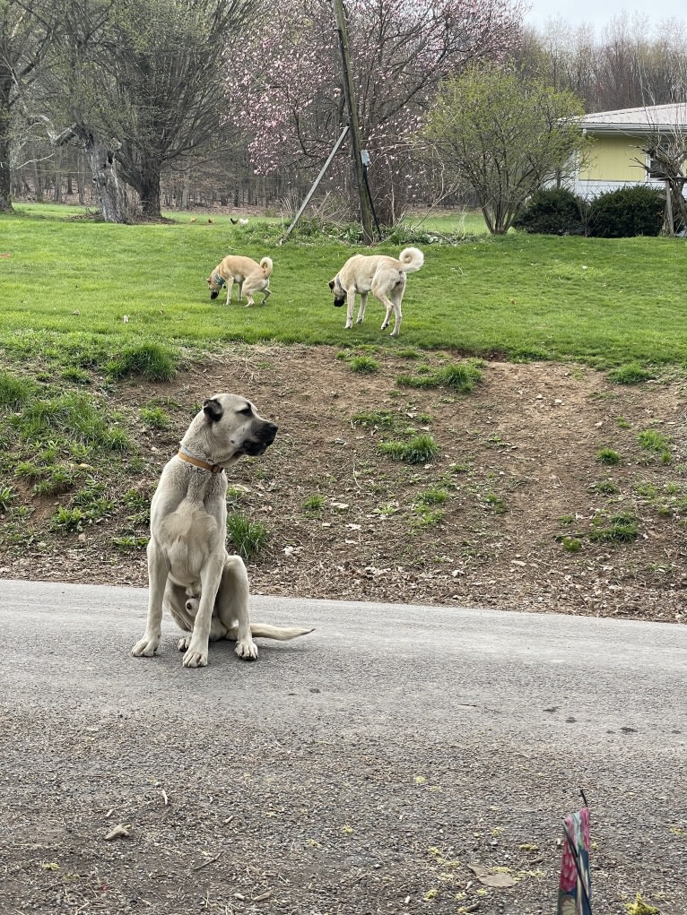 Wolf House Kimba, an Anatolian Shepherd Dog tested with EmbarkVet.com