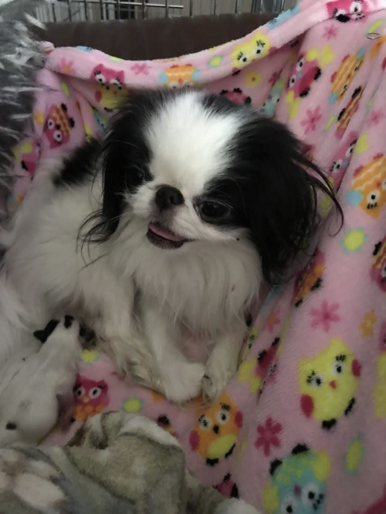 Lucy, a Japanese Chin tested with EmbarkVet.com