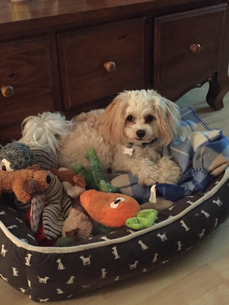 Shiloh, a Cavalier King Charles Spaniel and Bichon Frise mix tested with EmbarkVet.com