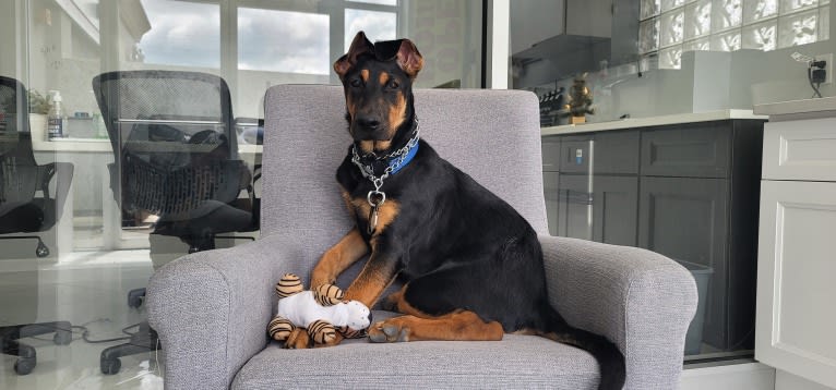 Spoon, a German Shepherd Dog and Doberman Pinscher mix tested with EmbarkVet.com