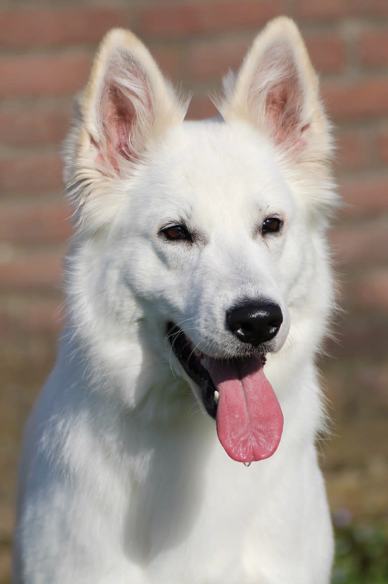 Hydra, a White Shepherd tested with EmbarkVet.com