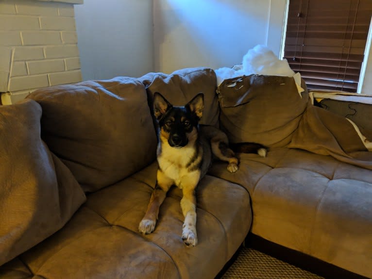 Delgado, a Siberian Husky and Australian Cattle Dog mix tested with EmbarkVet.com