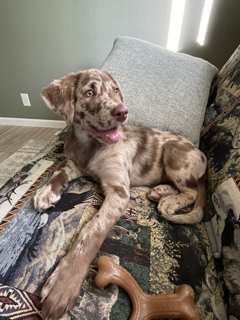 Ginnie, a Labrador Retriever and Great Pyrenees mix tested with EmbarkVet.com