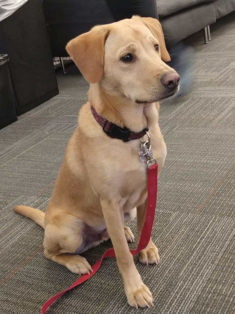 Bowie, a Labrador Retriever and American Pit Bull Terrier mix tested with EmbarkVet.com