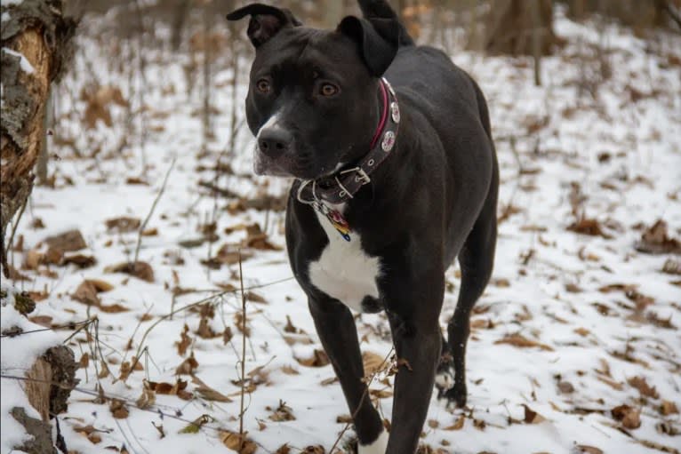 Luna, an American Pit Bull Terrier tested with EmbarkVet.com