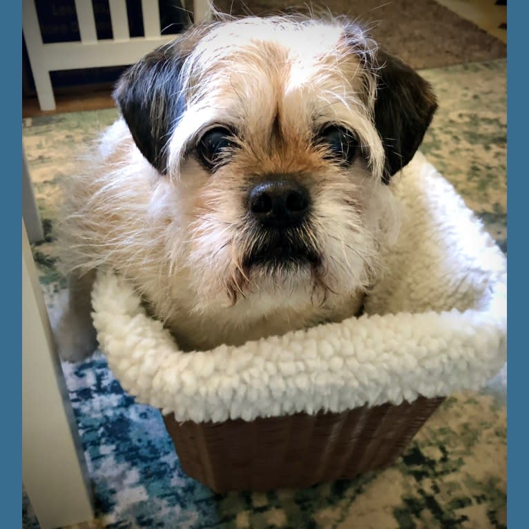 Winston, a Pugapoo tested with EmbarkVet.com
