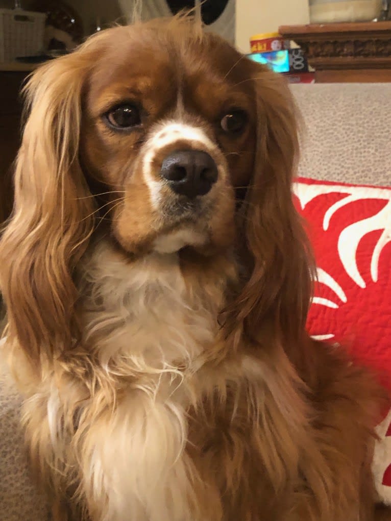 Griffen, a Cavalier King Charles Spaniel tested with EmbarkVet.com