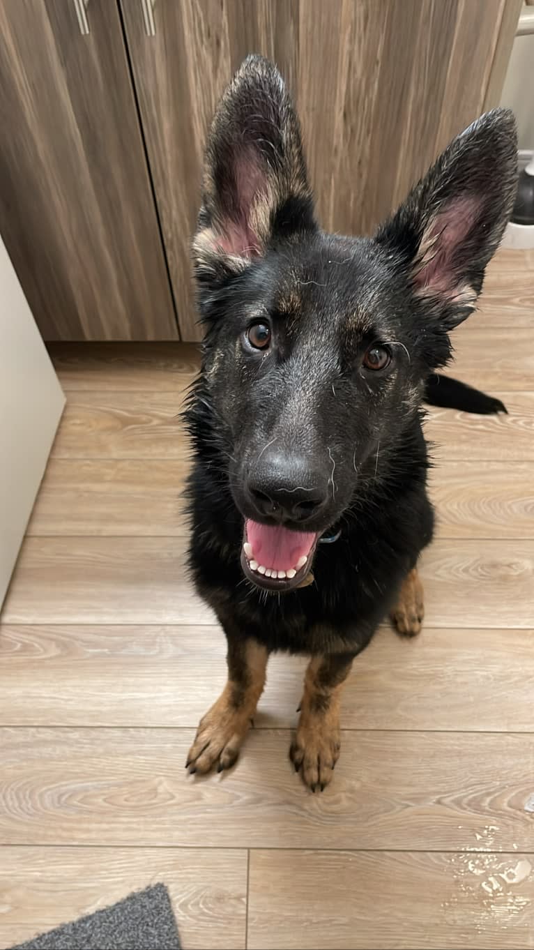 Dino, a German Shepherd Dog tested with EmbarkVet.com