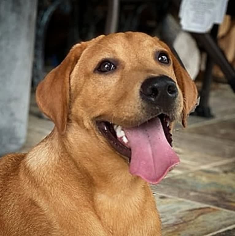 Spirit, a Labrador Retriever tested with EmbarkVet.com