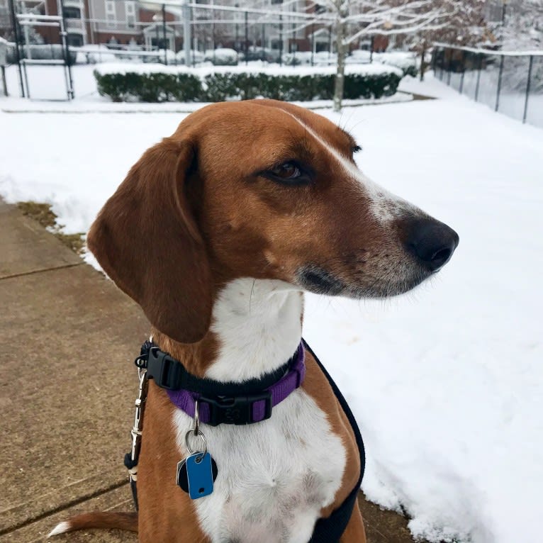 Suki, an American Foxhound tested with EmbarkVet.com