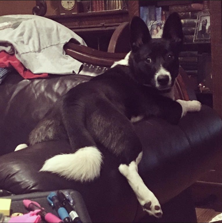 Cooper, a Pembroke Welsh Corgi and Russell-type Terrier mix tested with EmbarkVet.com