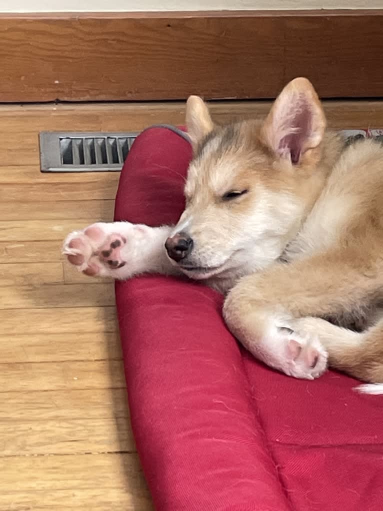 Bella, an Alaskan Malamute and Siberian Husky mix tested with EmbarkVet.com