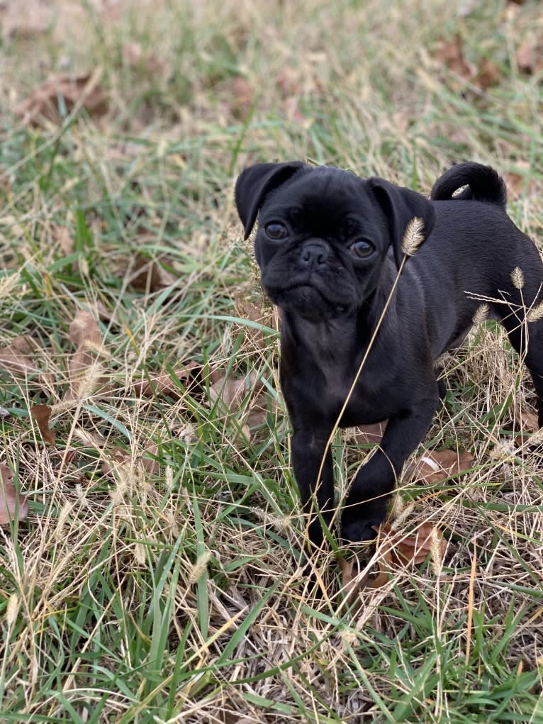 Dipper, a Pug tested with EmbarkVet.com