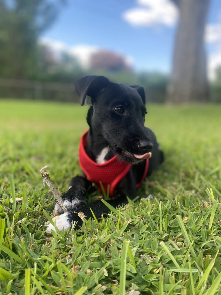 Luna, a Mountain Cur and Russell-type Terrier mix tested with EmbarkVet.com