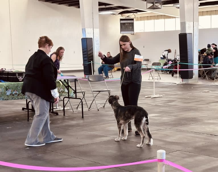 Pocus, a Silken Windhound tested with EmbarkVet.com