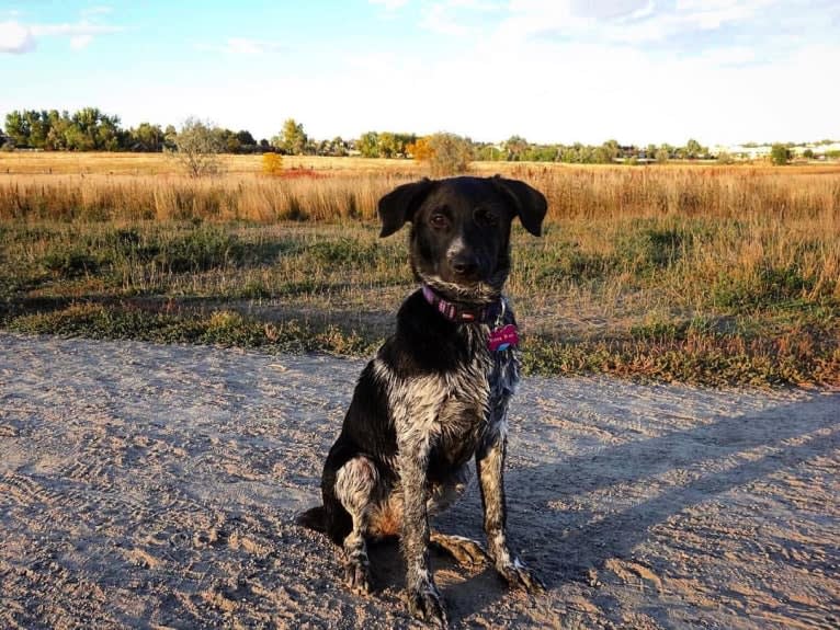 Piper, an Australian Cattle Dog and Chesapeake Bay Retriever mix tested with EmbarkVet.com