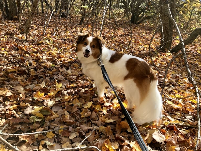 Cooper, an Australian Cattle Dog and Shih Tzu mix tested with EmbarkVet.com