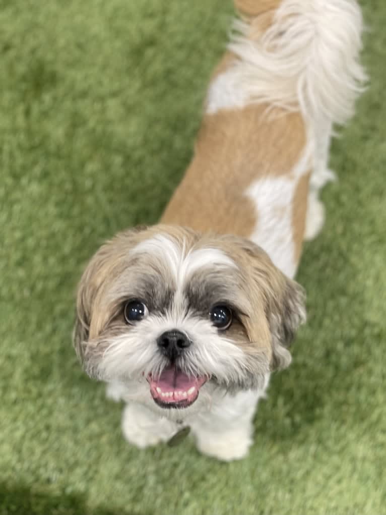 Zoe, a Shih Tzu tested with EmbarkVet.com