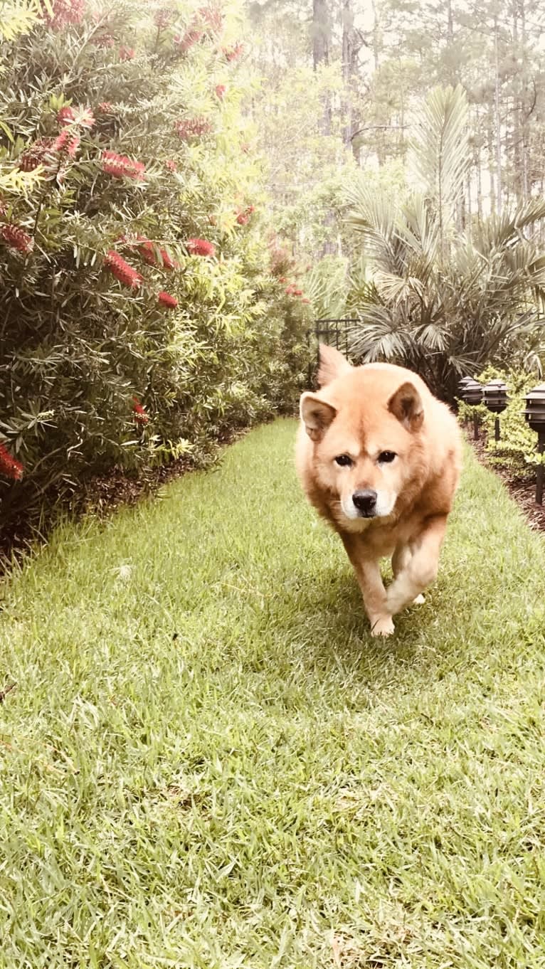 Phoebe Jean, a Jindo tested with EmbarkVet.com