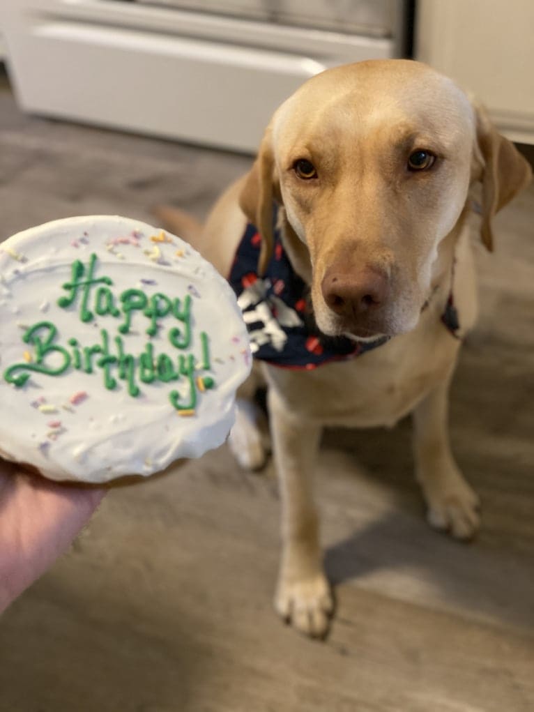 Gus, a Labrador Retriever tested with EmbarkVet.com