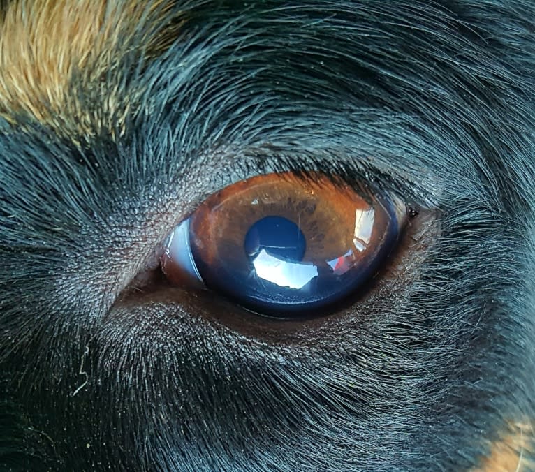 Mae AKA Drama Llama, an Australian Cattle Dog and American Pit Bull Terrier mix tested with EmbarkVet.com