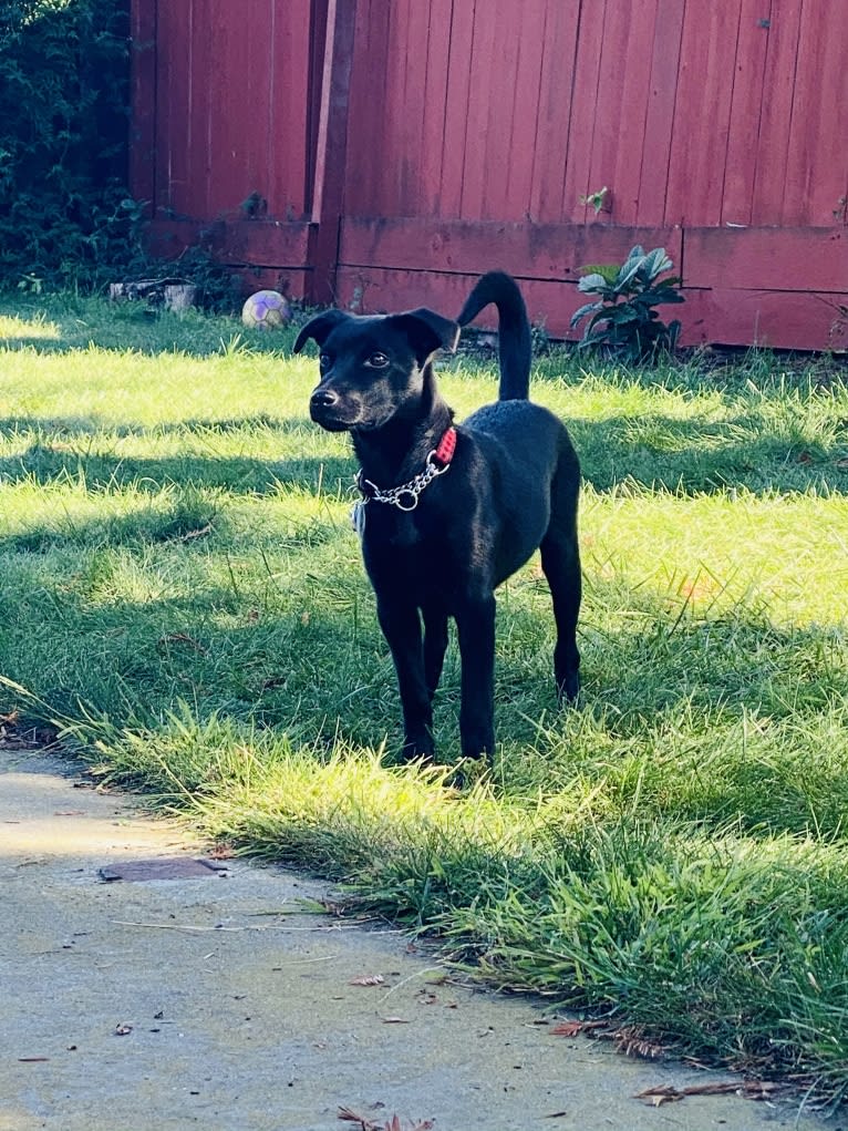 Blum, a Formosan Mountain Dog tested with EmbarkVet.com