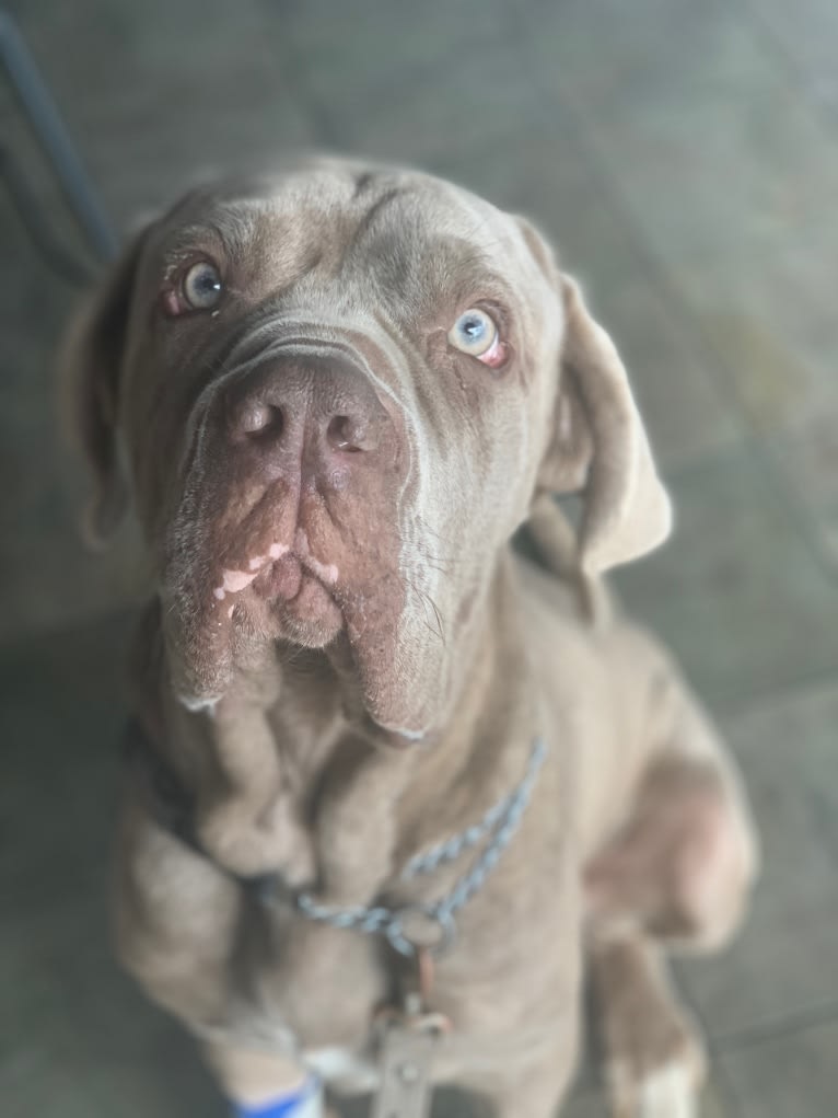 Apollo, a Neapolitan Mastiff tested with EmbarkVet.com