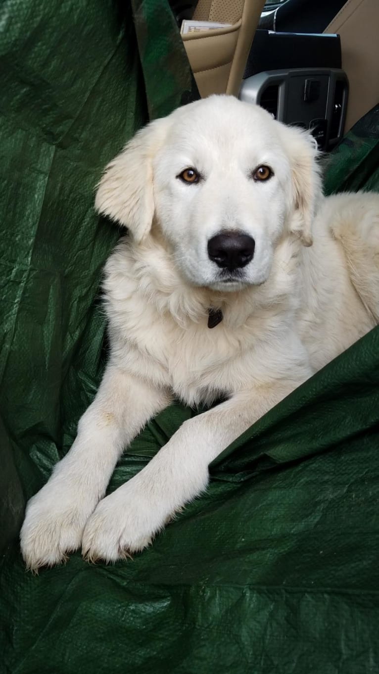 Aragorn, a Maremma Sheepdog tested with EmbarkVet.com