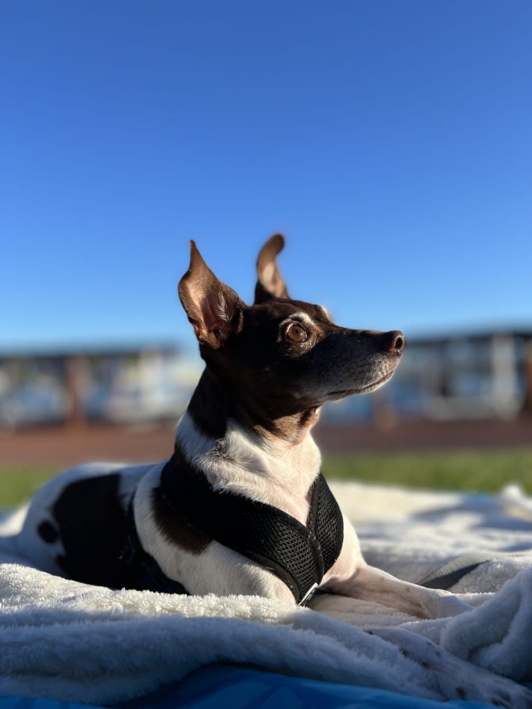 Bella, a Rat Terrier tested with EmbarkVet.com