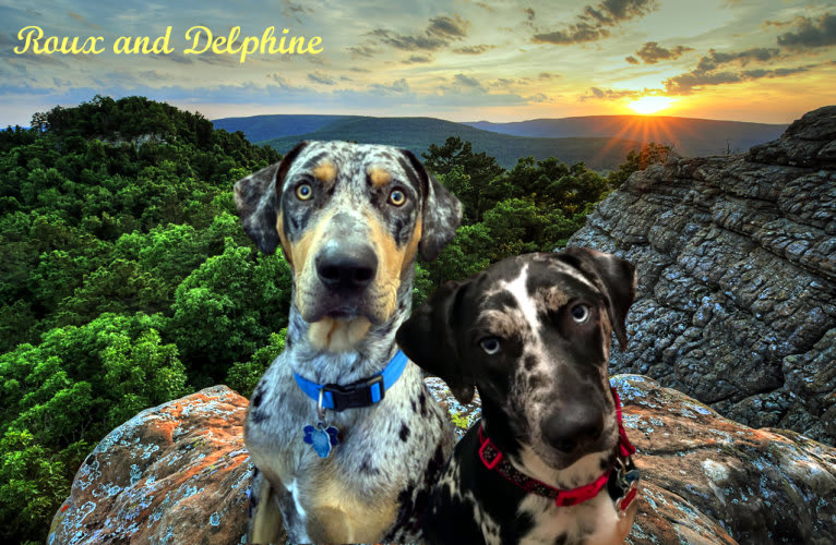 Roux, a Catahoula Leopard Dog tested with EmbarkVet.com