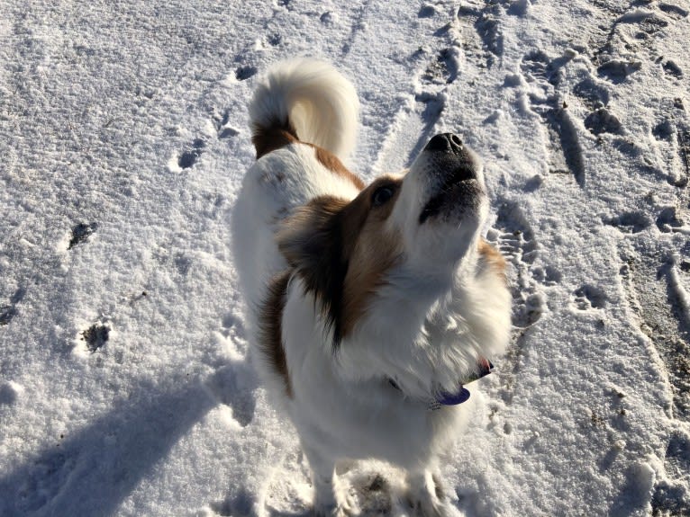 Cooper, an Australian Cattle Dog and Shih Tzu mix tested with EmbarkVet.com