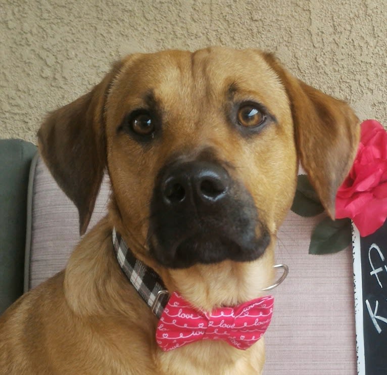 Cody, a Basset Hound and Australian Cattle Dog mix tested with EmbarkVet.com