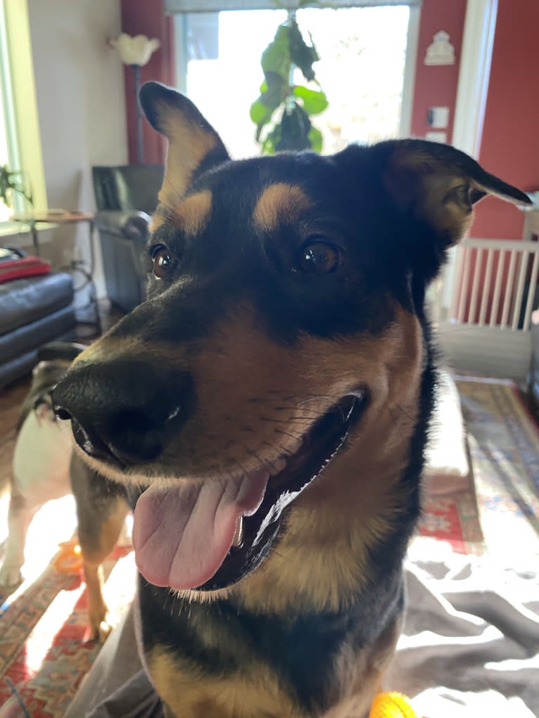 Jade, a Rottweiler and German Shepherd Dog mix tested with EmbarkVet.com