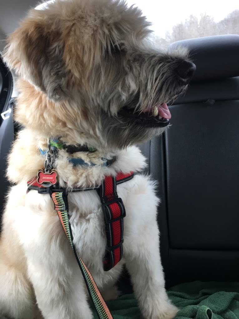 Desmond, a Soft Coated Wheaten Terrier tested with EmbarkVet.com