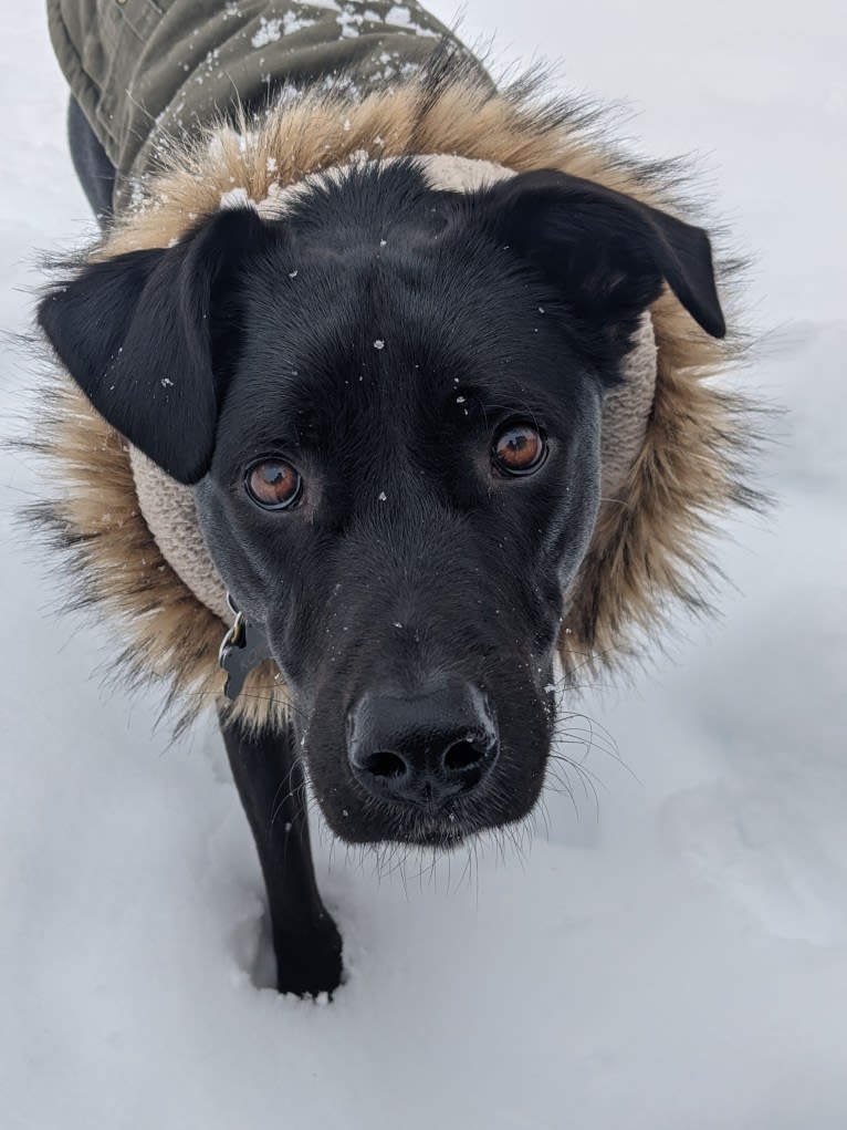 Kopa, an Australian Shepherd and American Pit Bull Terrier mix tested with EmbarkVet.com