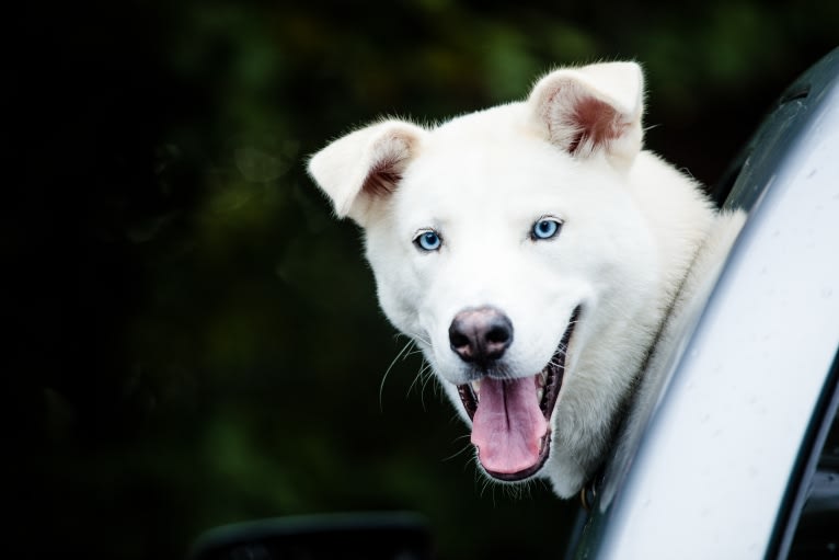 Dash, a Gerberian Shepsky (12.7% unresolved) tested with EmbarkVet.com