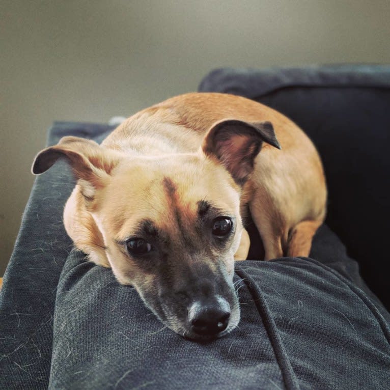 Audrey, a Chihuahua and Miniature Pinscher mix tested with EmbarkVet.com