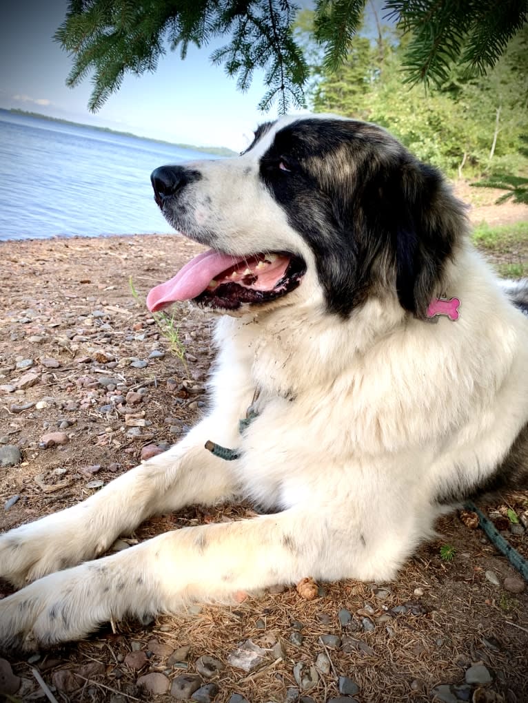 Cali, a Pyrenean Mastiff tested with EmbarkVet.com