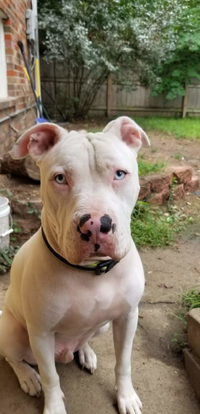 Ghost, an American Pit Bull Terrier and Boxer mix tested with EmbarkVet.com