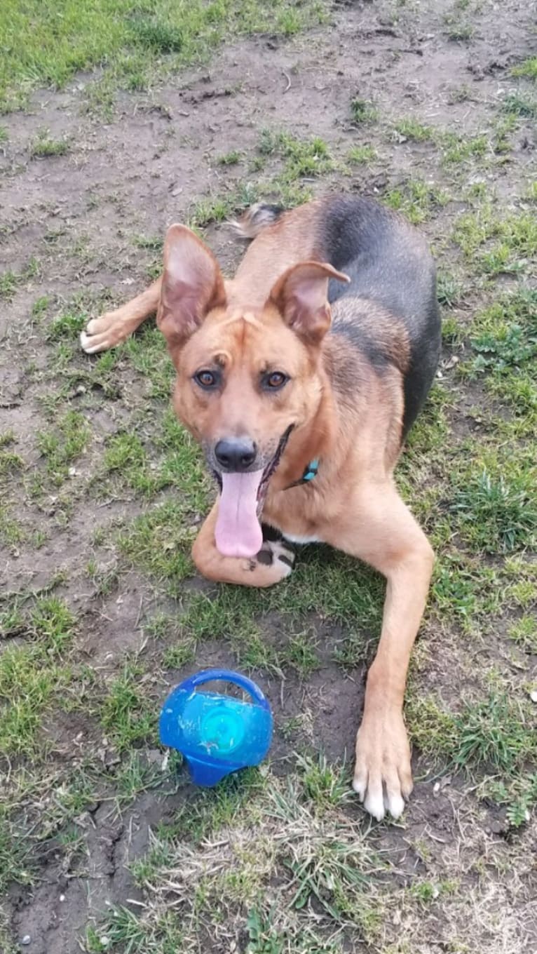 Sarge, a German Shepherd Dog and Rottweiler mix tested with EmbarkVet.com